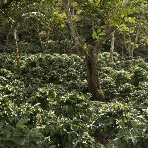 Young coffee trees growing in the understory, Nicaragua