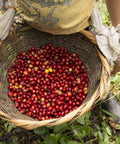 Prodecoop coffee farmer harvesting ripe red coffee cherries in a basket