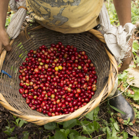 Prodecoop coffee farmer harvesting ripe red coffee cherries in a basket