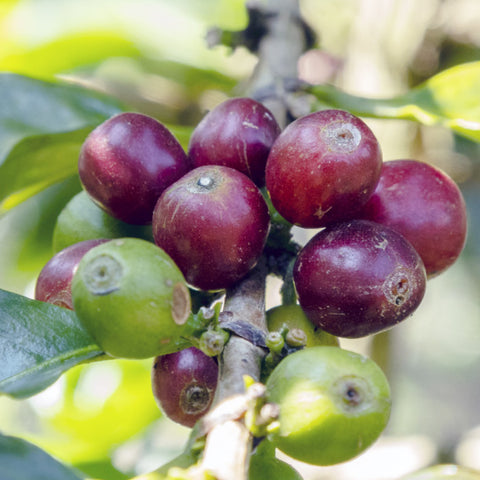 Sweet ripe coffee cherries on the branch