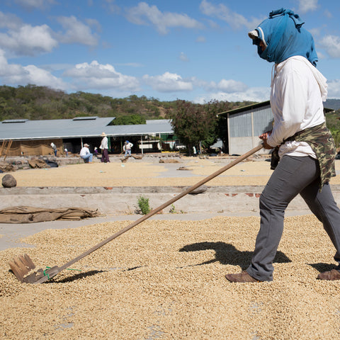 Drying coffee beans on the patio at PRODECOOP headquarters, Nicaragua