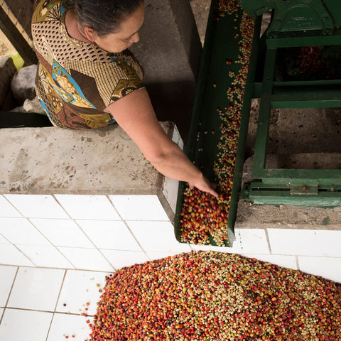 PRODECOOP coffee farmer moving depulped coffee cherries into a tile tank for washing, Nicaragua