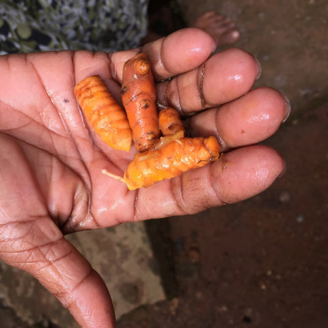 Closeup of hand holding freshly dug and washed turmeric root