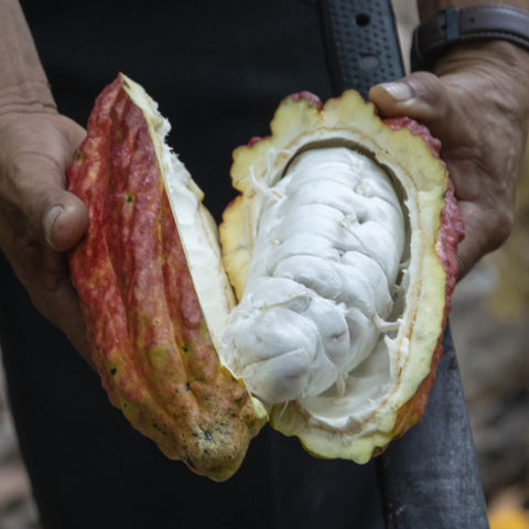 a split cacao pod revealing what's inside and where the cacao beans are found