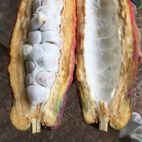 a split cacao pod revealing what's inside and where the cacao beans are found
