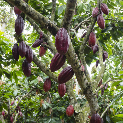 cacao trees with dark red cacao pods hanging from branches
