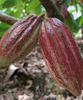 close up of two red cacao pods on the tree