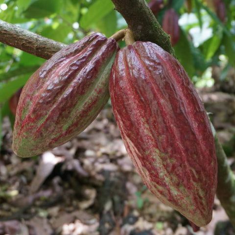 close up of two red cacao pods on the tree