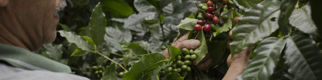 Bulk Fair Trade Coffee Beans – Equal Exchange