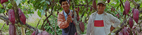 Cacao farmers from ACOPAGRO co-op in Peru