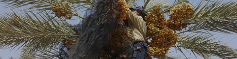 Medjool Dates being harvested from a date palm in the West Bank