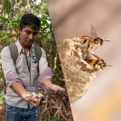 Person holding organic matter with a close-up of wasps.