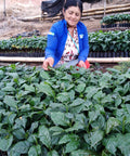 Woman kneeling next to many small coffee seedlings in a greenhouse