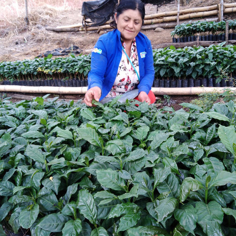 Woman kneeling next to many small coffee seedlings in a greenhouse