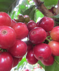 large ripe red coffee cherries on a branch