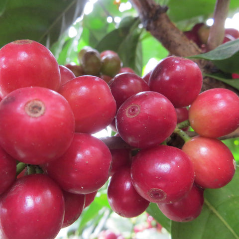 large ripe red coffee cherries on a branch