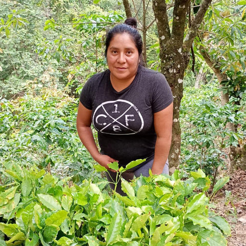 Woman standing among green coffee plants in a forested area