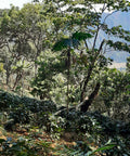 Tropical forest with coffee plants and mountains in the background