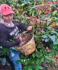 A woman wearing a pink cap and a dark sweatshirt harvests red coffee cherries from a bushy tree while holding a woven basket.