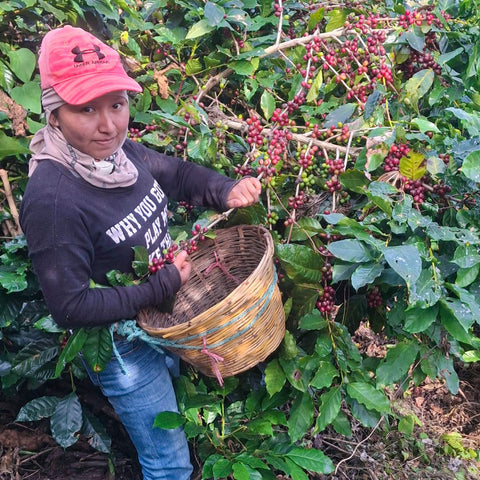 A woman wearing a pink cap and a dark sweatshirt harvests red coffee cherries from a bushy tree while holding a woven basket.