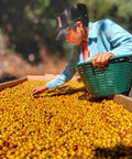 A person in a light blue shirt and black cap leans over a large tray filled with golden coffee cherries, holding a green basket in a sunlit outdoor setting.