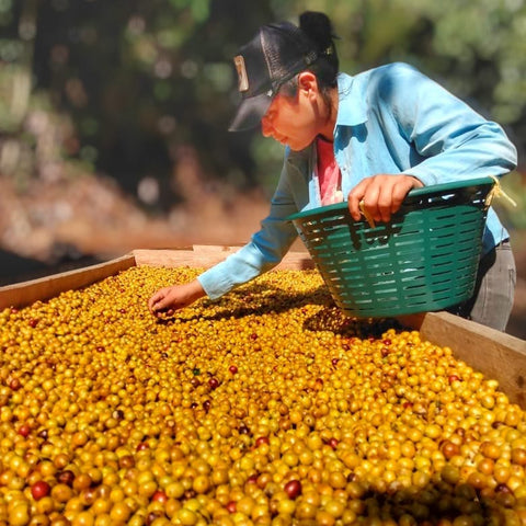 A person in a light blue shirt and black cap leans over a large tray filled with golden coffee cherries, holding a green basket in a sunlit outdoor setting.