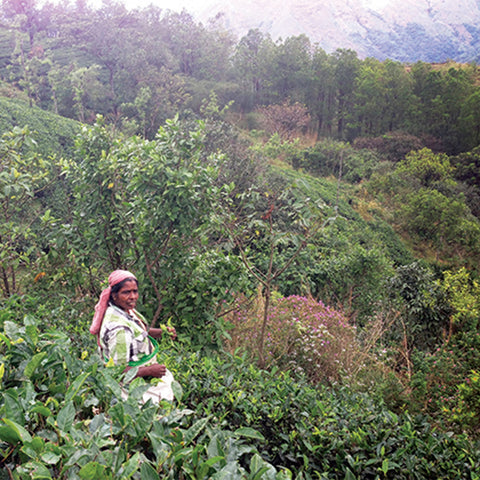One of the Small Farmer Tea Project's tea gardens in Kerala, India