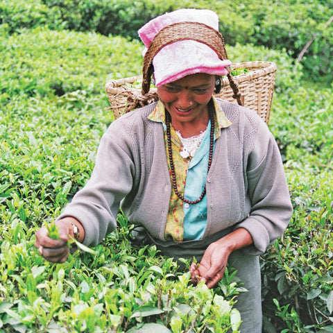 Tea farmer from one of TPI's tea gardens in India plucking leaves to collect in basket on her back