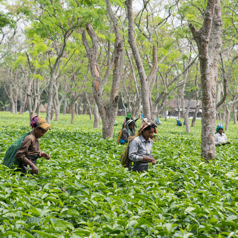 Tea farmers of Tea Promoters of India's Banaspathy Tea Garden harvesting tea leaves amongst taller trees