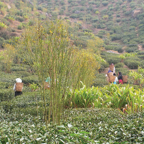 Harvest time on a Potong tea garden in Darjeeling, India