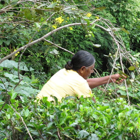 MOPA tea farmer harvesting crops surrounded by tea plants and shade trees