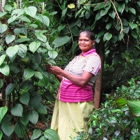 Woman standing among green tea plants, shade trees, and peppercorn plants.