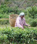 Woman picking tea leaves carrying basket on her back