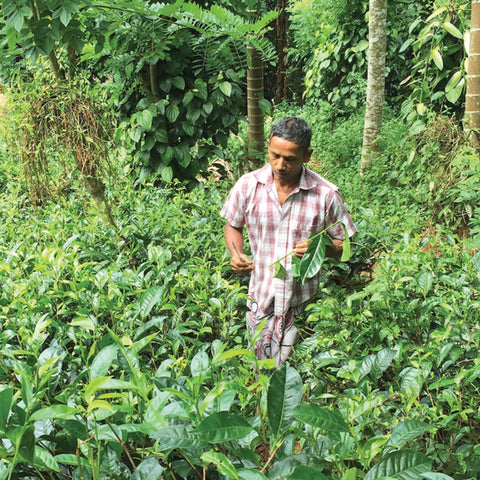 Man pruning tea leaves surrounded by diverse plants and trees