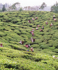 Tea pluckers working in a tea garden on a hill surrounded by green tea plants