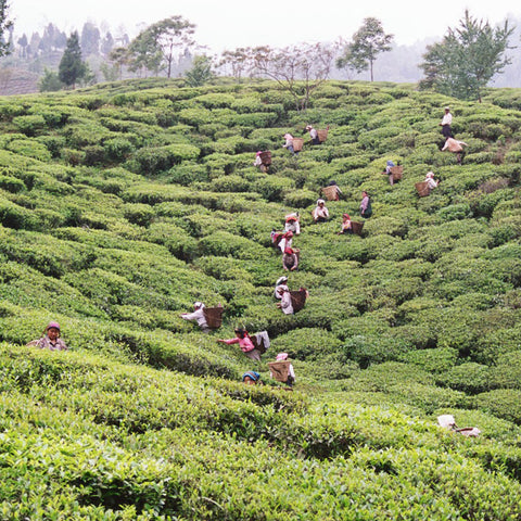 Tea pluckers working in a tea garden on a hill surrounded by green tea plants