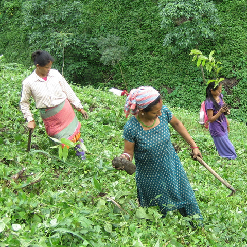 Three women working in a lush green field with tools for planting