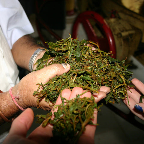 Hands holding full tea leaves in the early stages of drying