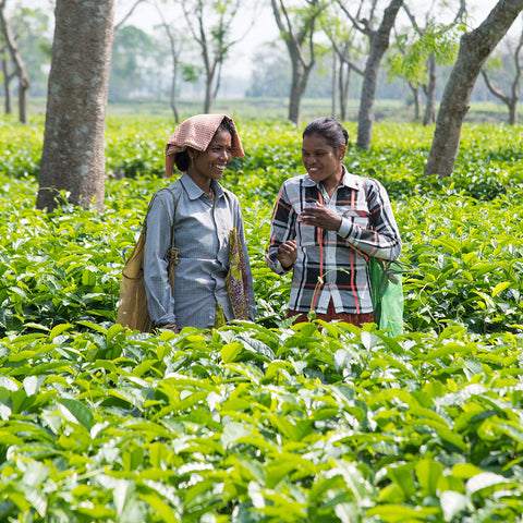 Two tea farmers smiling and talking to each other while standing in the middle of a tea garden in Assam