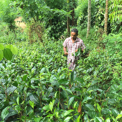 SOFA tea farmer examining a tea branch surrounded by healthy plants and shade trees