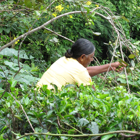 Sri Lankan farmer harvesting crops surrounded by tea plants and other crops