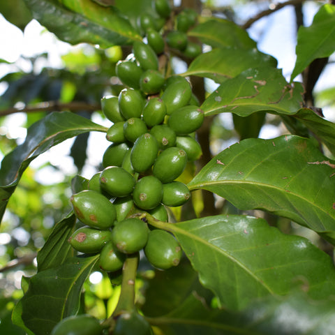 Organic Guatemala Light Roast Coffee, 12oz whole bean