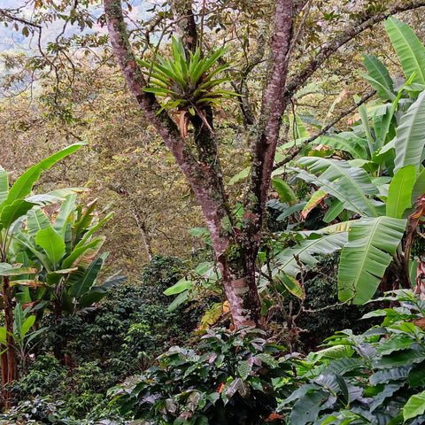 Organic coffee farm with many diverse plants and fruit trees growing among the coffee plants