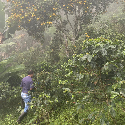 Coffee farmer walking up a misty hillside surrounded by coffee plants and fruit trees