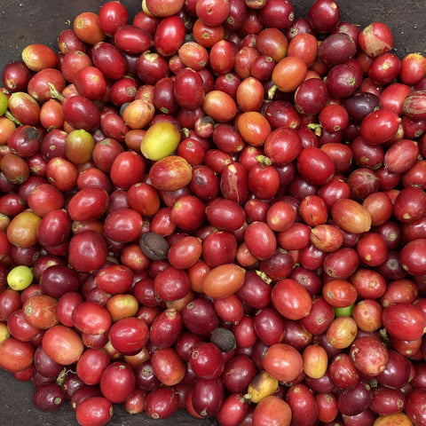 Closeup of red coffee cherries collected after harvest