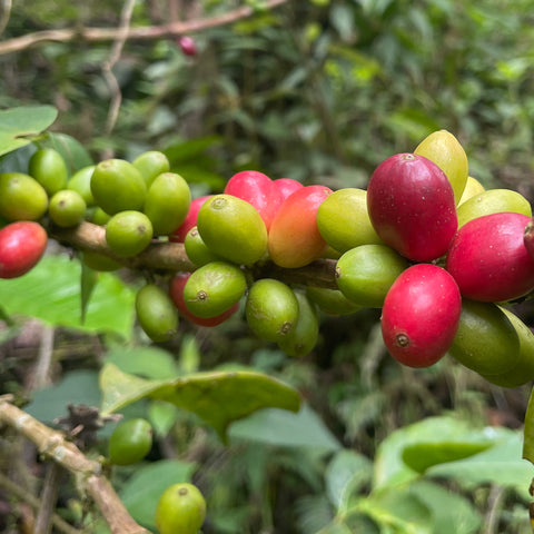 Closeup of red and green coffee cherries on a branch 