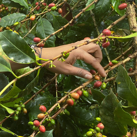 Closeup of a hand picking red coffee cherries from a branch