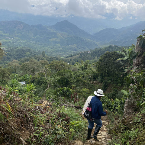 Woman walking down a stone path on the high slope of an organic coffee farm with mountains in the distance