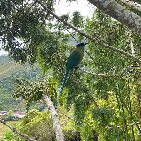 Tropical bird with blue and white feathers sitting in the trees on an organic coffee farm in Colombia