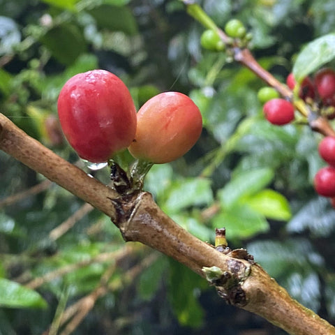 Closeup of red coffee cherries on a branch with dew dripping off